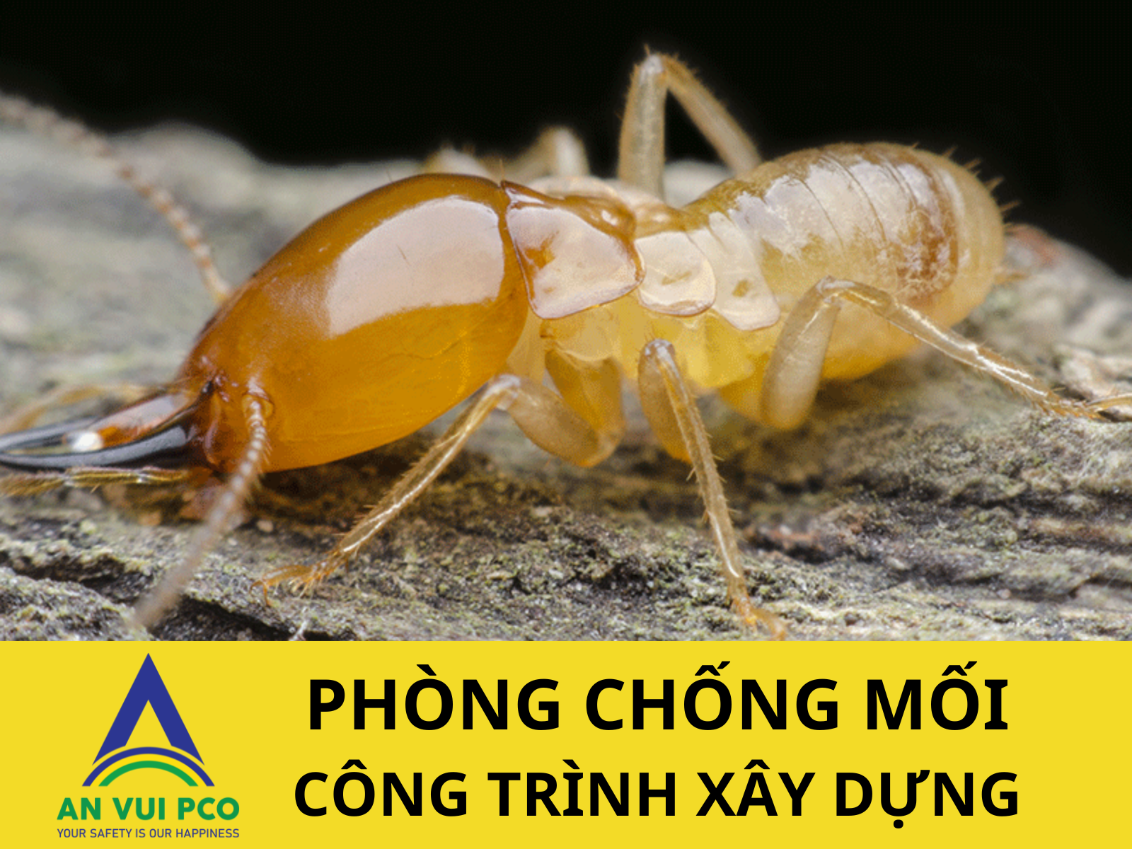 Phòng mối công trình